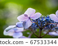 美麗的藍色繡球花的宏觀形象 67533344