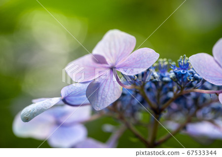 美麗的藍色繡球花的宏觀形象 美麗的藍色繡球花的宏觀形象 67533344