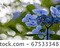 美麗的藍色繡球花的宏觀形象 67533348