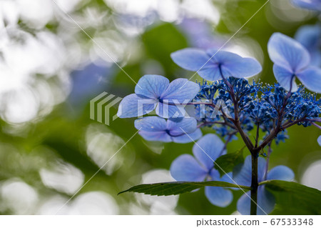 美麗的藍色繡球花的宏觀形象 67533348