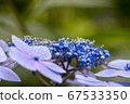美麗的藍色繡球花的宏觀形象 67533350