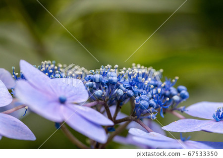 美麗的藍色繡球花的宏觀形象 67533350
