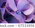 美麗的紫色繡球花的宏觀形象 67533956