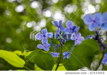 美麗的藍色繡球花的背光圖像 美麗的藍色繡球花的背光圖像 67533958