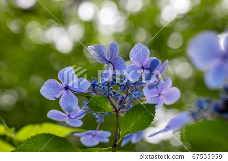 美麗的藍色繡球花的背光宏圖像 美麗的藍色繡球花的背光宏圖像 67533959