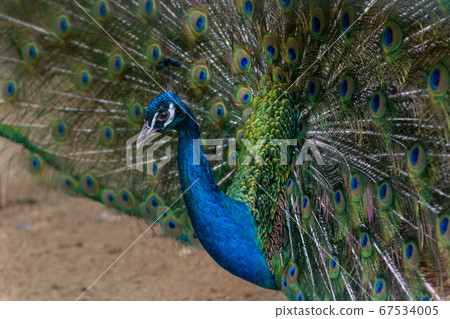 A beautiful male peacock fluffed a colorful A beautiful male peacock fluffed a colorful 67534005