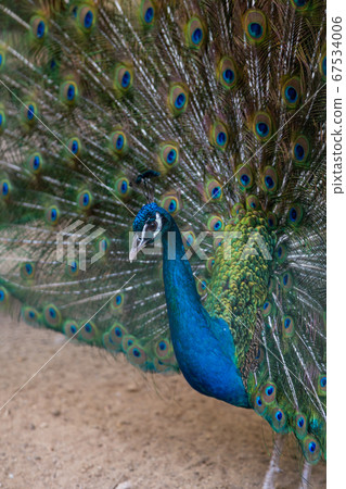 A beautiful male peacock fluffed a colorful A beautiful male peacock fluffed a colorful 67534006