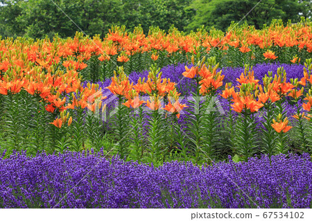 燦爛的百合和薰衣草由里原原公園 67534102