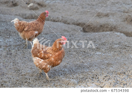 Brown chickens live outdoors at bio poultry farm Brown chickens live outdoors at bio poultry farm 67534398