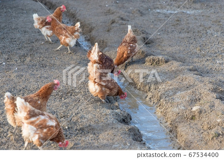 Brown chickens live outdoors at bio poultry farm Brown chickens live outdoors at bio poultry farm 67534400