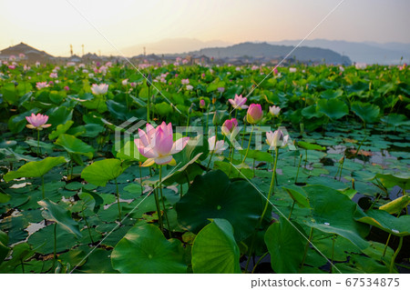 京都藤原蓮和旭 奈良縣k原市 照片素材 圖片 圖庫