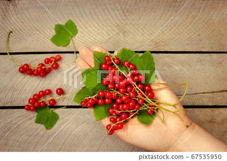 Red currant in the hand on wooden background 67535950