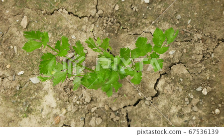 Drought dry field celery Apium graveolens leaves celeriac root leaf knob or turnip-rooted farm land vegetables, drying up soil cracked, climate change, environmental disaster earth cracks Drought dry field celery Apium graveolens leaves celeriac root leaf knob or turnip-rooted farm land vegetables, drying up soil cracked, climate change, environmental disaster earth cracks 67536139