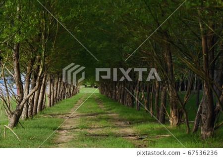 Path in Forest in Summer 67536236