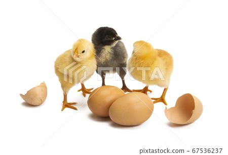 little chicken with eggshell 67536237