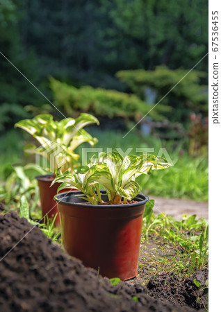 Potted plants in the Park.  67536455