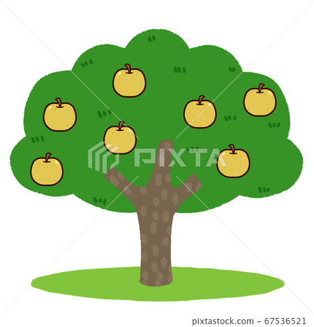 Cute pear tree Cute pear tree 67536521