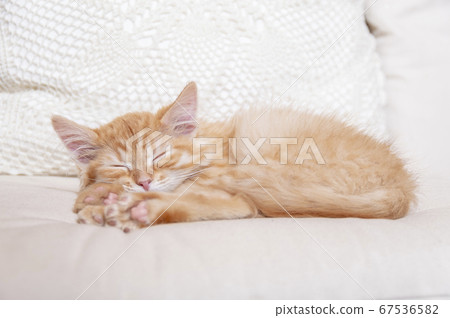 Sleeping kitten on a white pillow. Front view 67536582