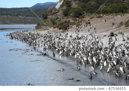 比格勒海峽的麥哲倫企鵝群 比格勒海峽的麥哲倫企鵝群 67536855