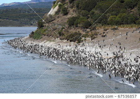 比格勒海峽的麥哲倫企鵝群 比格勒海峽的麥哲倫企鵝群 67536857