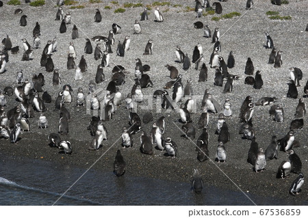 Flock of Magellan Penguins in the Beagle Channel Flock of Magellan Penguins in the Beagle Channel 67536859