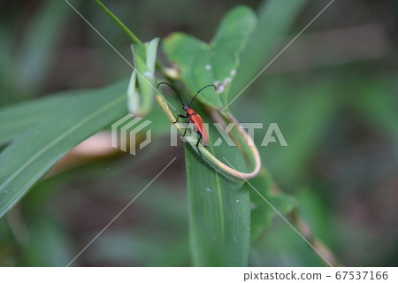 A bug on a summer leaf 67537166