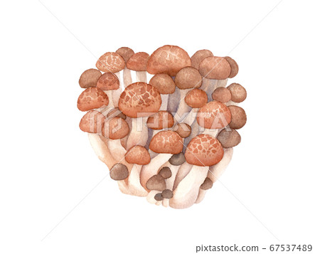 Taste of Autumn: Trace vector data of watercolor illustration of Beech Shimeji. 67537489