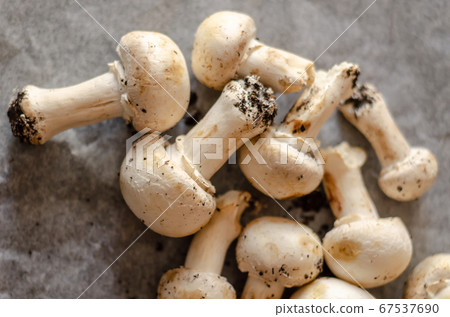 freshly harvested dirty mushrooms spread on paper, freshly harvested dirty mushrooms spread on paper, 67537690