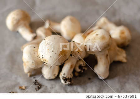 freshly harvested dirty mushrooms spread on paper, freshly harvested dirty mushrooms spread on paper, 67537691