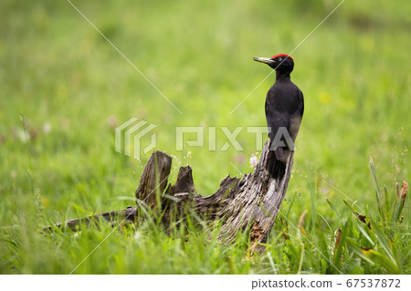 Black woodpecker sitting on stump in the middle of a meadow with green grass. 67537872