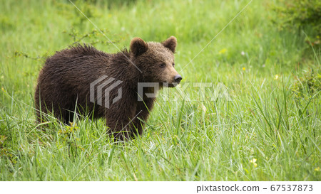 Juvenile brown bear standing in meadow during summer. Juvenile brown bear standing in meadow during summer. 67537873