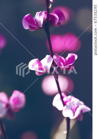 purple wild flowers purple wild flowers 67538295