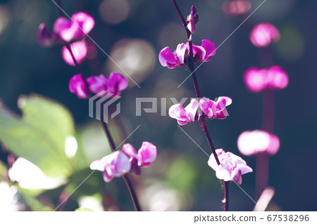 purple wild flowers 67538296