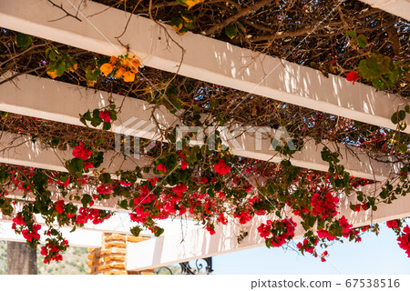 closeup on a beautiful arbor covered with climbing 67538516