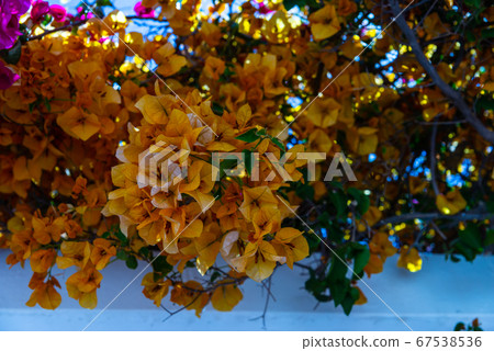 closeup on a beautiful arbor covered with climbing 67538536