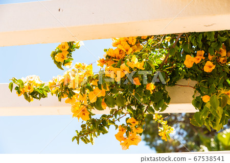 closeup on a beautiful arbor covered with climbing 67538541
