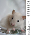Golden hamster cream 67538893