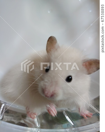 Golden hamster cream Golden hamster cream 67538893