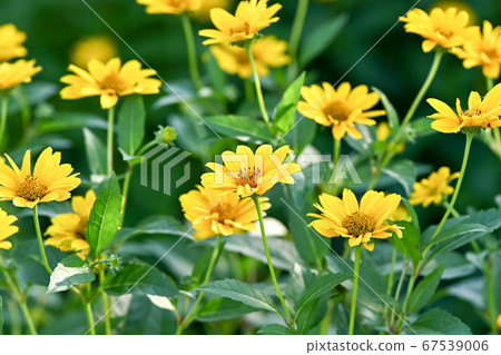 向日葵檸檬皇后 向日葵檸檬皇后 67539006