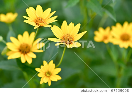 向日葵檸檬皇后 67539008