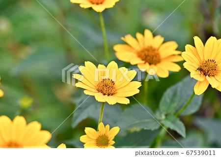 Helianthus Lemon Queen Helianthus Lemon Queen 67539011