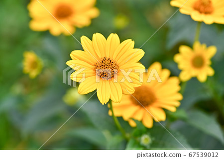 Helianthus Lemon Queen 67539012