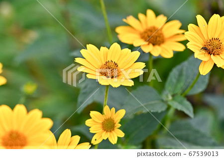 向日葵檸檬皇后 向日葵檸檬皇后 67539013