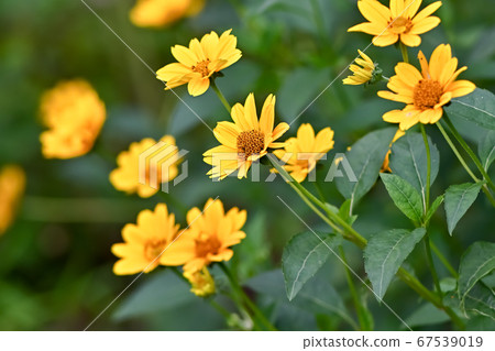 向日葵檸檬皇后 67539019