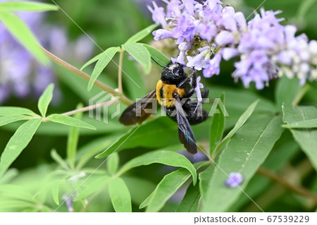 Carpenter bee 67539229