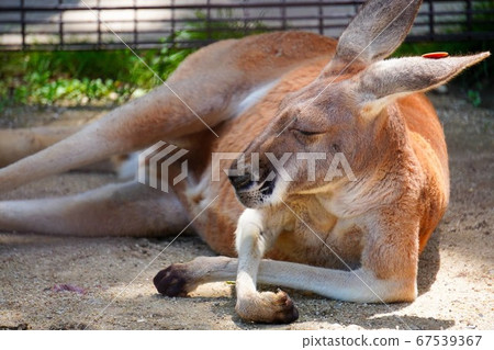 東山動物園和植物園的袋鼠姨媽 東山動物園和植物園的袋鼠姨媽 67539367