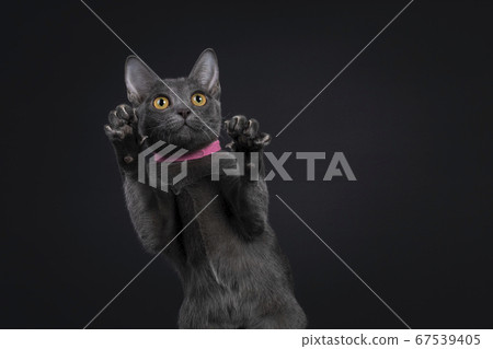 Korat kitten on black background Korat kitten on black background 67539405