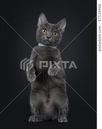 Korat kitten on black background Korat kitten on black background 67539406