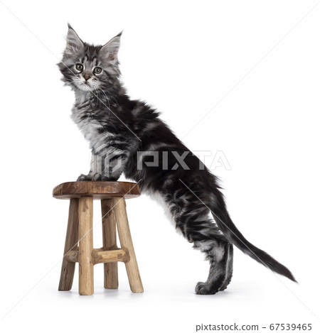 Silver tabby Maine Coon kitten on white 67539465