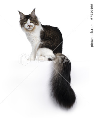 Young Maine Coon cat on white background 67539466
